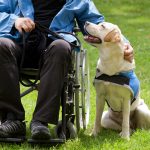 Assistance dog next to wheelchair