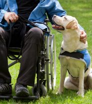 What dog breeds are good for people with physical limitations?