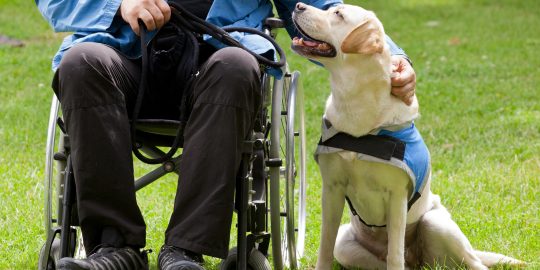 Assistance dog next to wheelchair