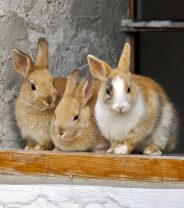Top Tips From A Vet On Peaceful Euthanasia For Rabbits