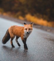 Should we feed urban foxes?