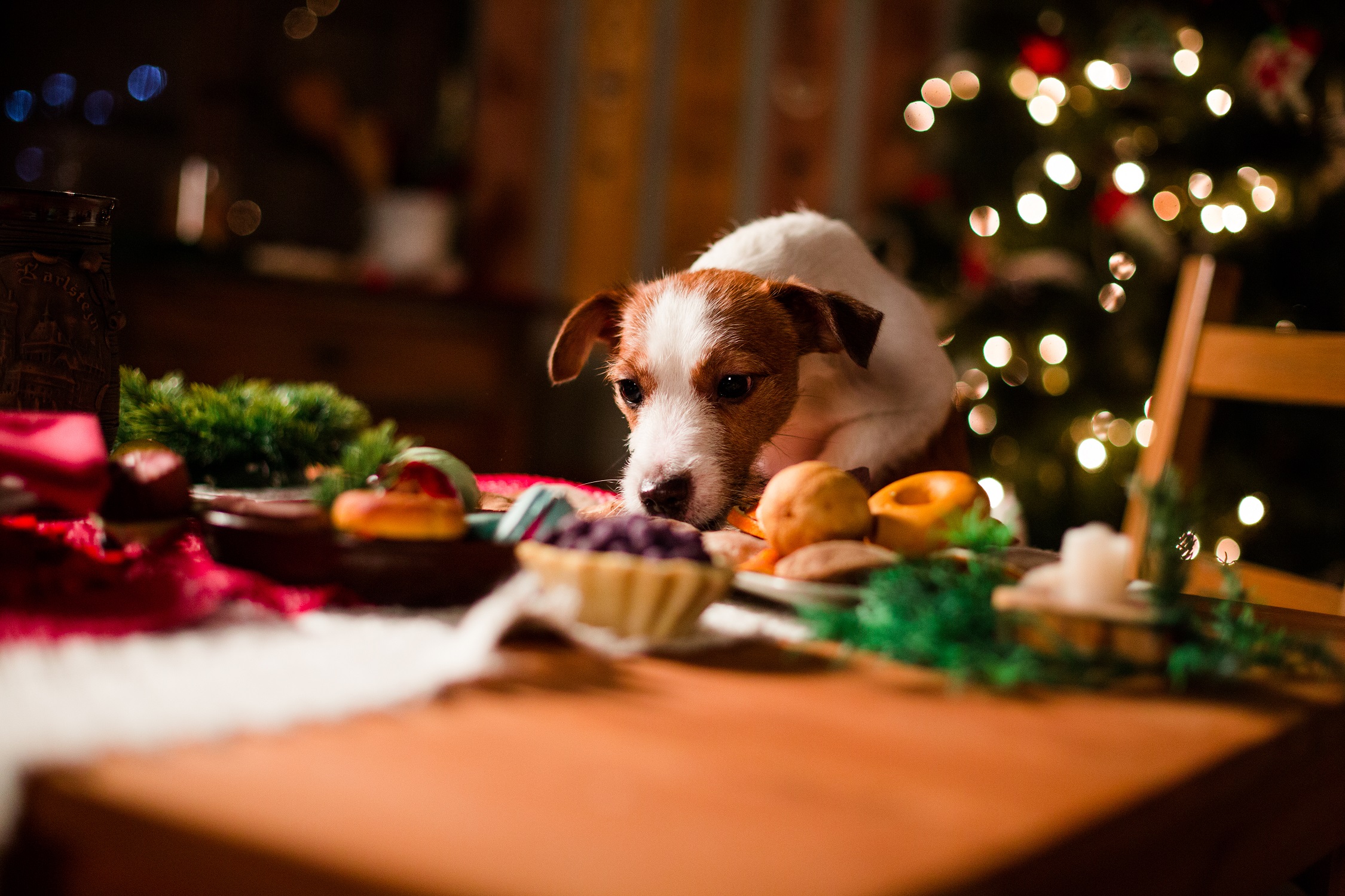 Christmas Day At The Vets Vet Help Direct