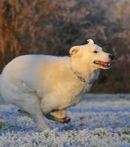 Sudden changes in exercise - is it bad for a dog?