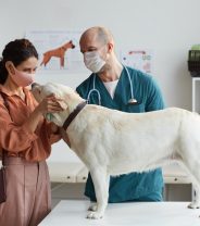 What can you do to help your vet?