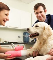 Why don’t vets want me to bandage my pet at home?