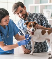 Why should I register with a vet practice?