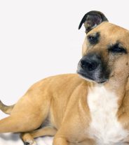 7 Exotic Parasites You Should Check Your Imported Dog is Not Carrying
