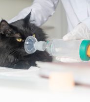 Can asthmatic cats use inhalers?