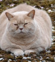 New Year Weight Loss for Cats