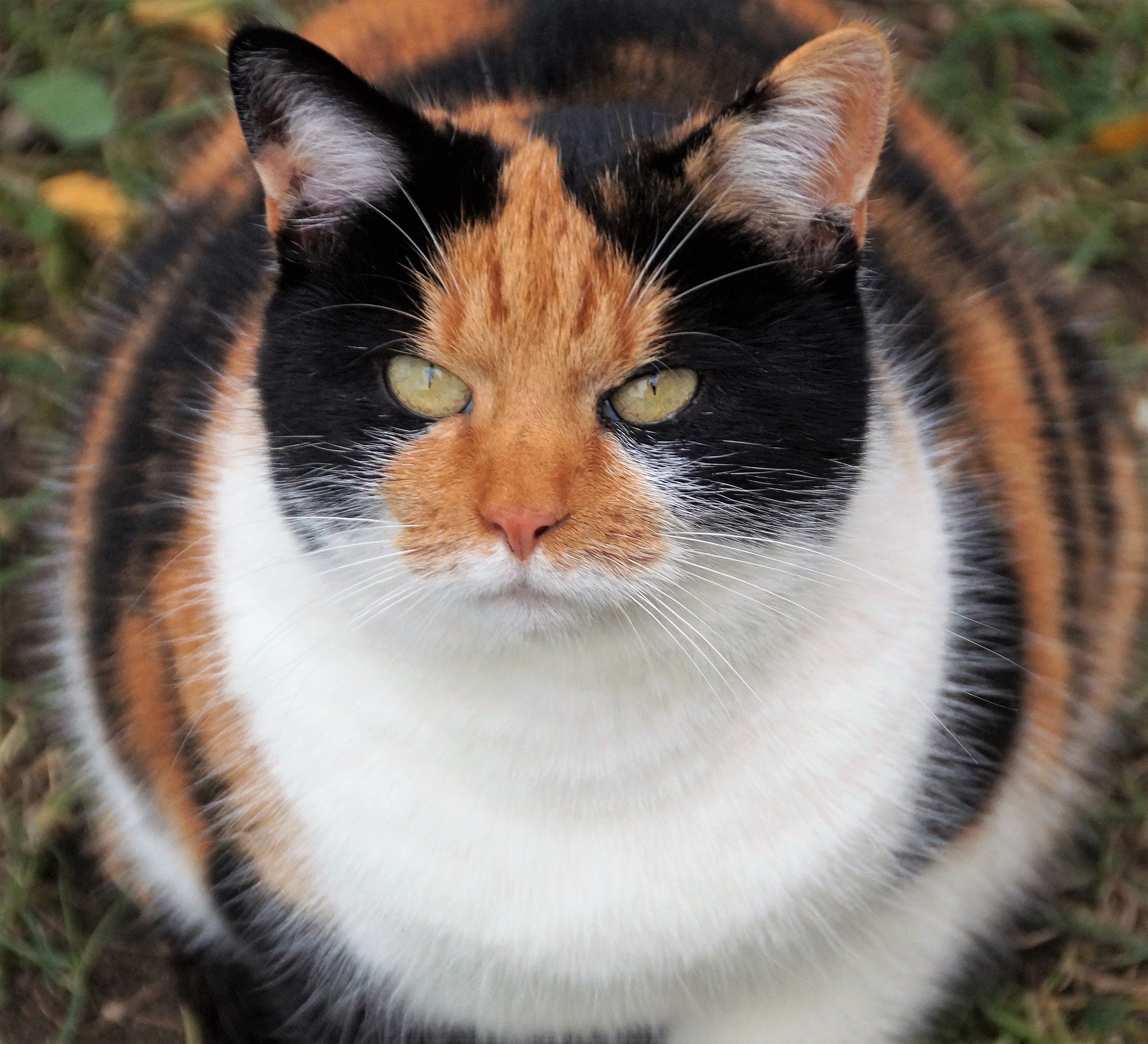 how-can-i-get-my-cat-to-lose-weight-vet-help-direct