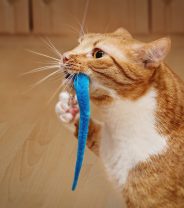 What’s the Best Toy for Indoor Cats?