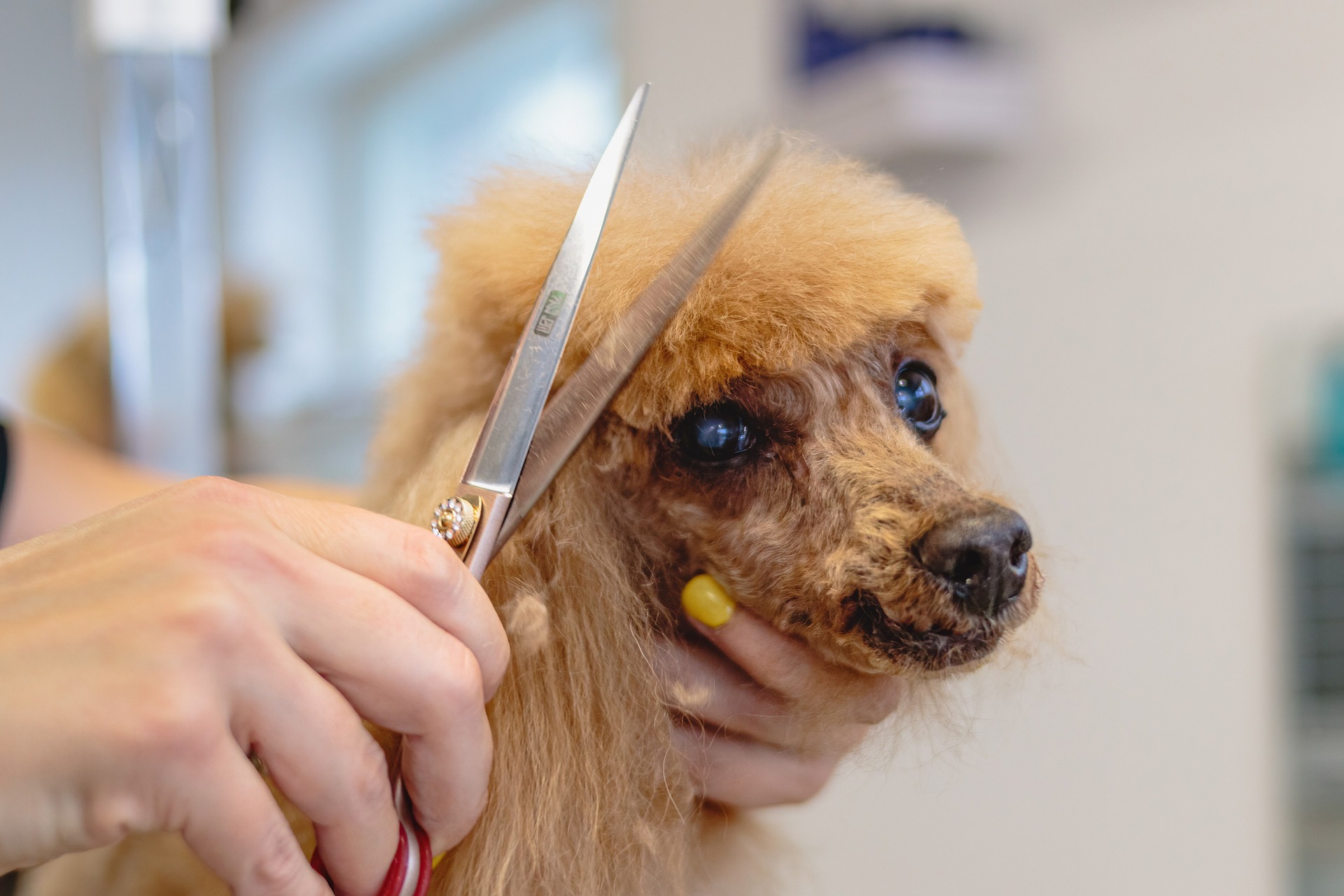 Dog grooming with sedation best sale near me