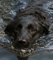 Is it OK for my dog to swim in cold water this winter?
