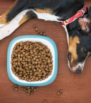 Cooked Versus Raw Foods for Dogs