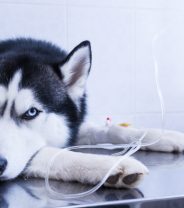 How serious is Infectious Hepatitis in dogs? 