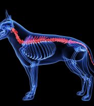 Why isn’t spinal surgery on dogs done by my practice?