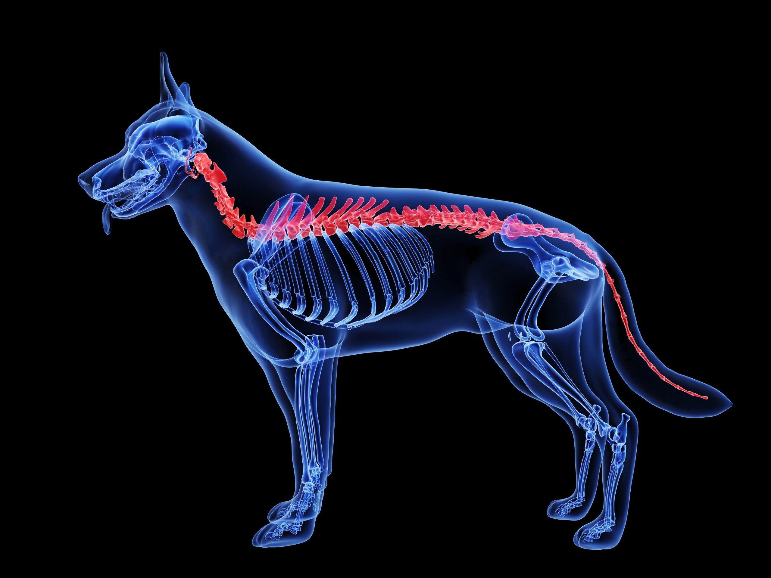 What is CDRM in dogs (canine degenerative myelopathy)? Vet Help Direct