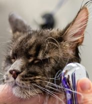 Do cats need grooming?