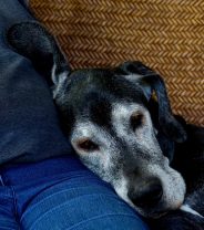 Is there palliative care for dogs?