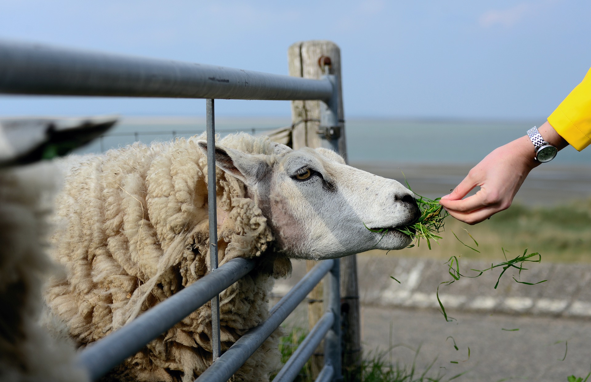 should-i-rescue-a-farm-animal-vet-help-direct