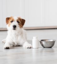 Does glucosamine help arthritis in dogs?