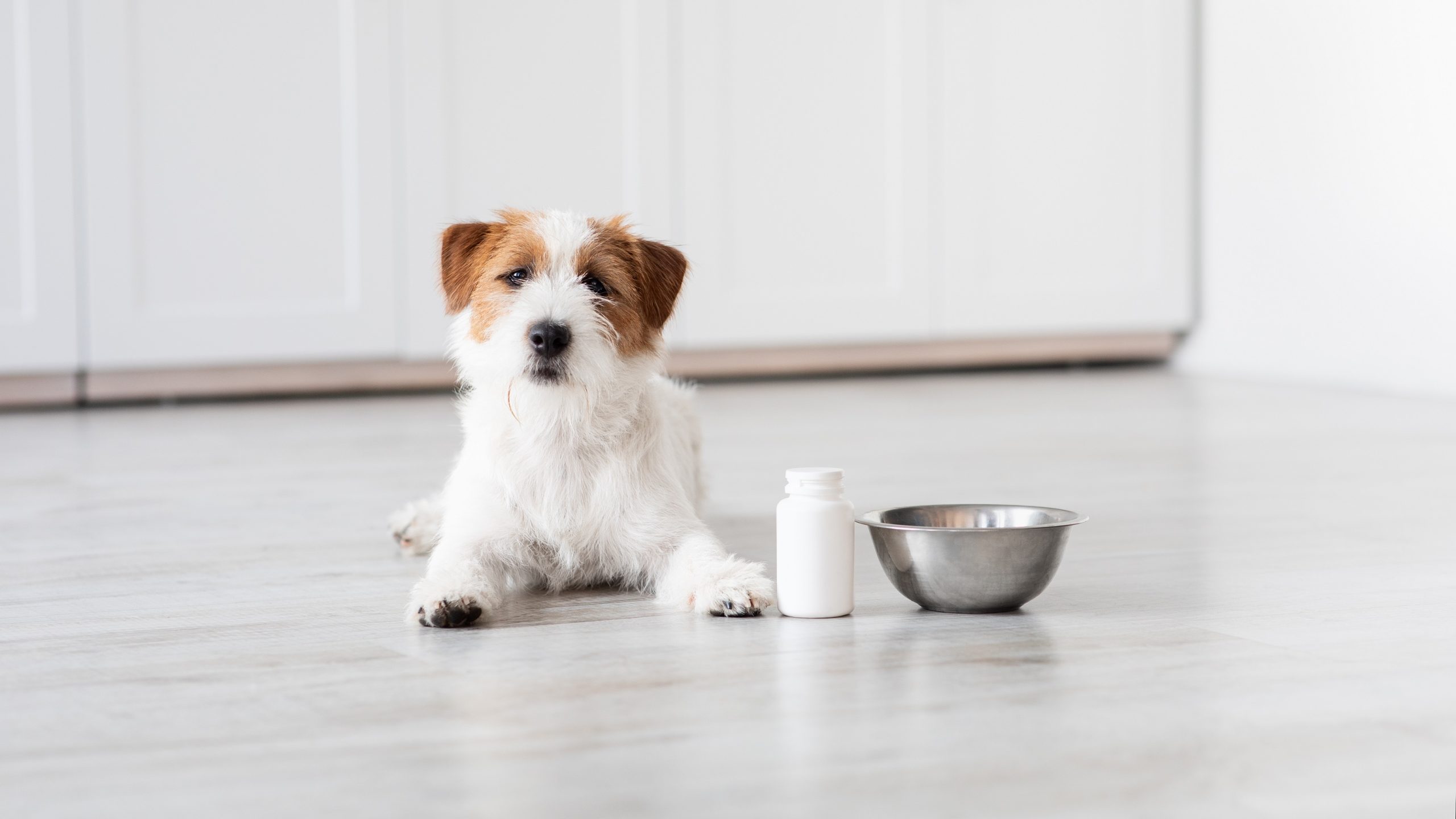 does glucosamine help dogs with arthritis