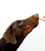 What do I do when my pet’s medicine is out of stock? 