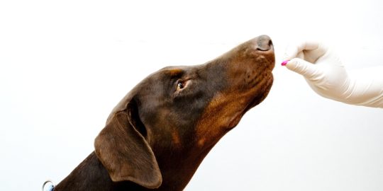 Tog taking tablet from hand