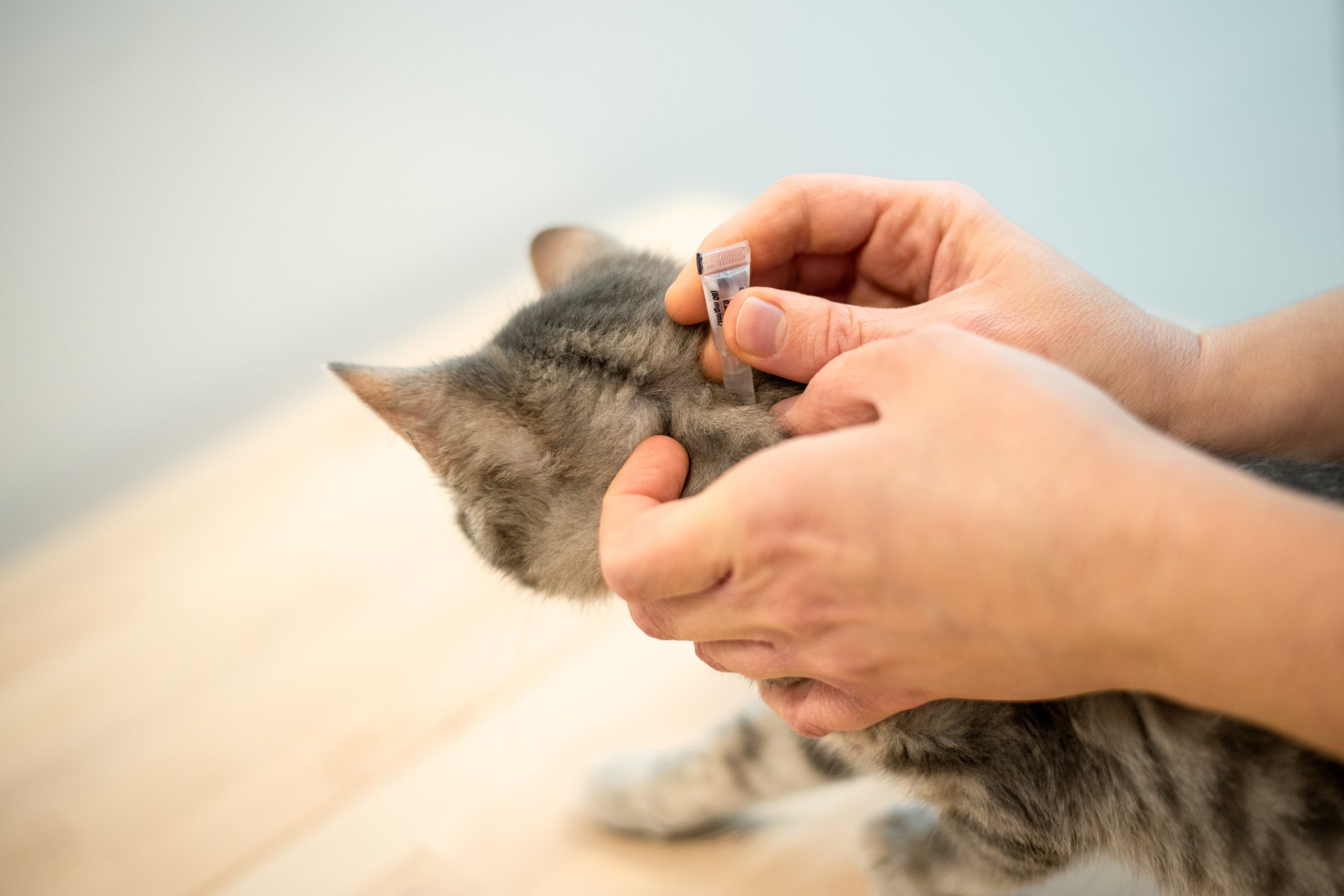 Non toxic flea clearance treatment for cats