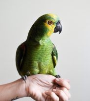 Do parrots make good pets?