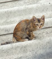 Why is my cat's tail floppy?