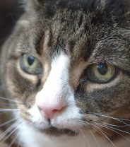 Is there palliative care for cats?