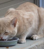 Are there any diets that can help with arthritis in cats?