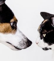 Is it safe to keep dogs with cats?