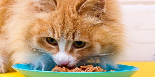 Cat eating food with added Vitamin A