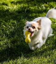 What is the best toy for toy breed dogs?