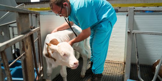 Vet examining calf