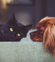 Do cats and dogs feel pain the same?