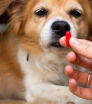 Why did the vet prescribe tramadol?