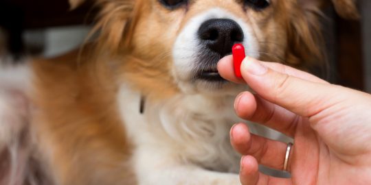 Dog being shown large red capsule
