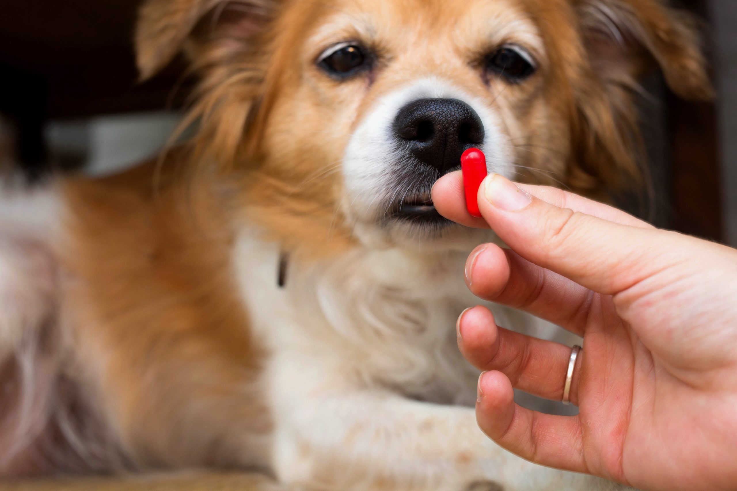 Why Did Vet Call Police About Pregnant Dogpodcast Personal - a1s1k87