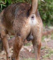 Perineal Hernia in Dogs 