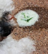 What Does it Mean if My Dog's Vomiting White Foam?