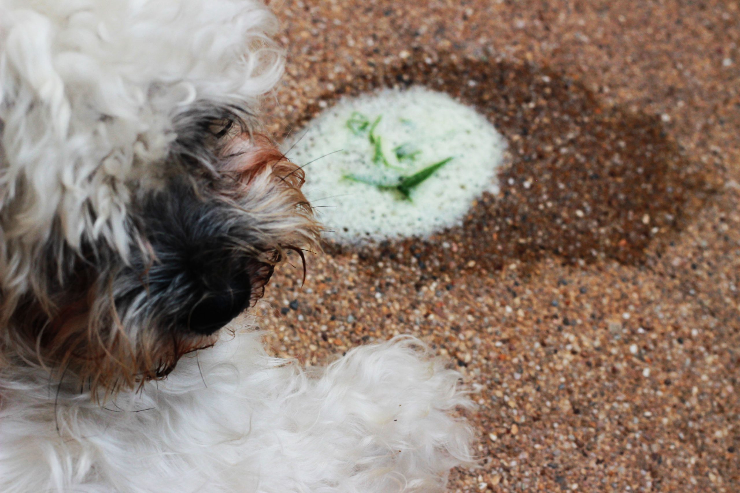 puppy throwing up white foam and not eating