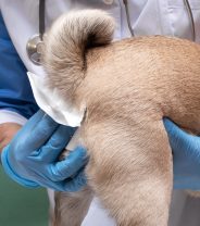 All you need to know about dog anal sacs (humans don’t have these!)