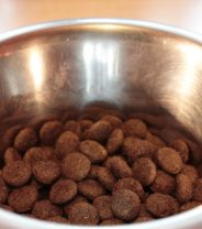 Insects in my dog’s food… on purpose!?