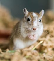 How much care do gerbils need as pets?