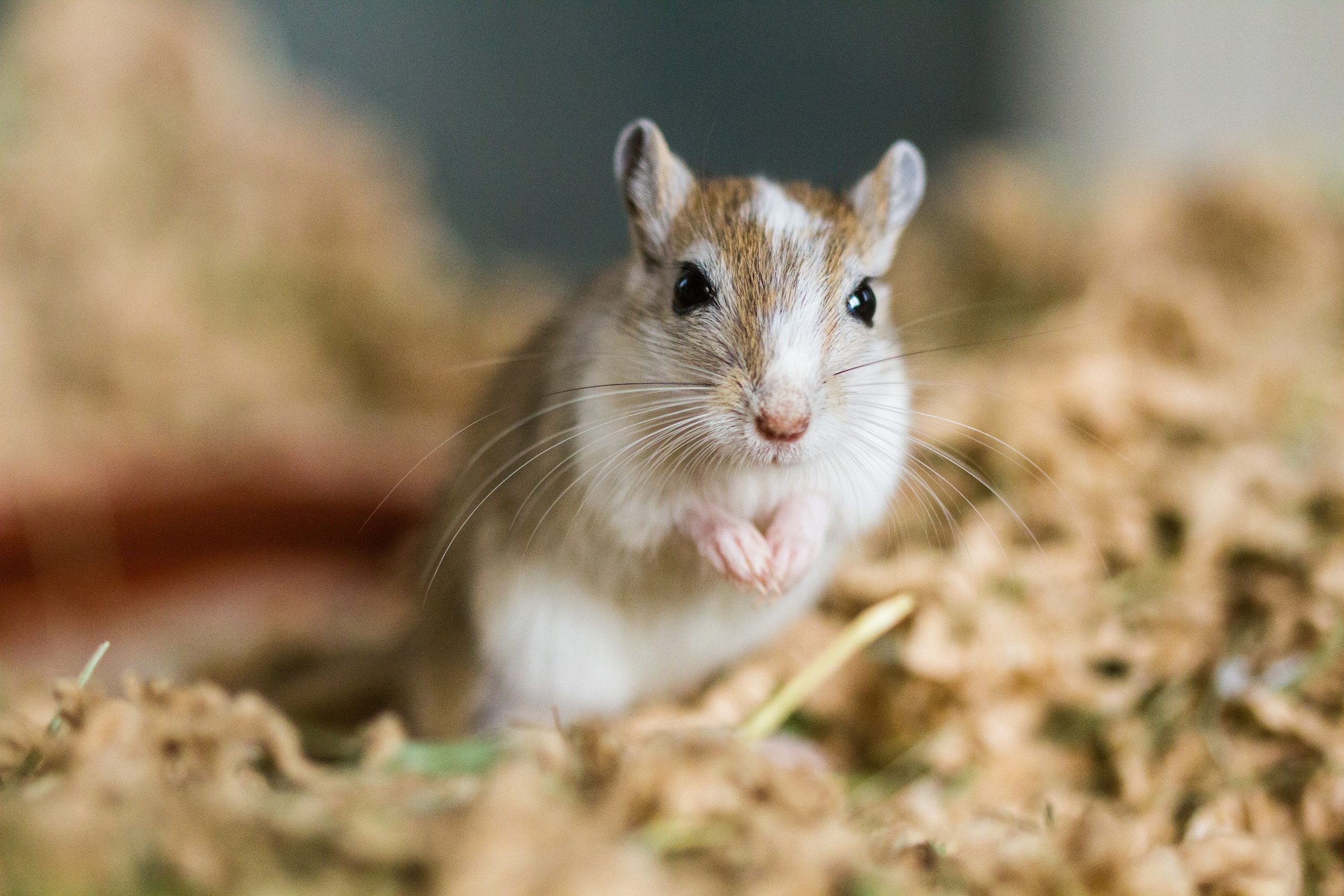 How much care do gerbils need as pets? Vet Help Direct