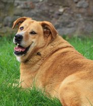 Does weight loss really help with arthritis in dogs?