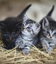 Should you let your cat have one litter?